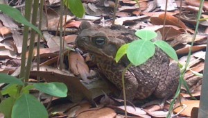 Kane Toad by Condensing Unit